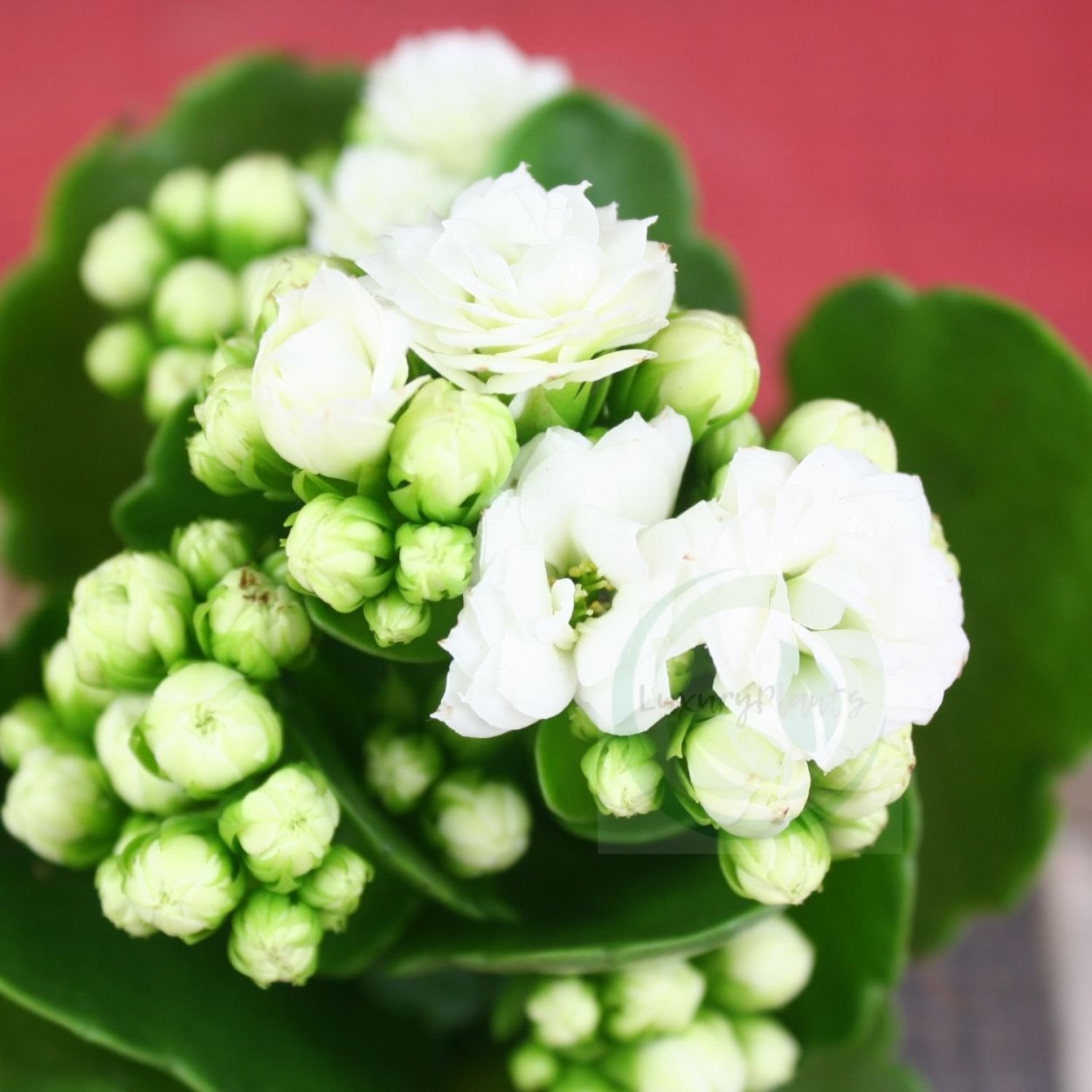 Каланхоэ белое (White Meadow)