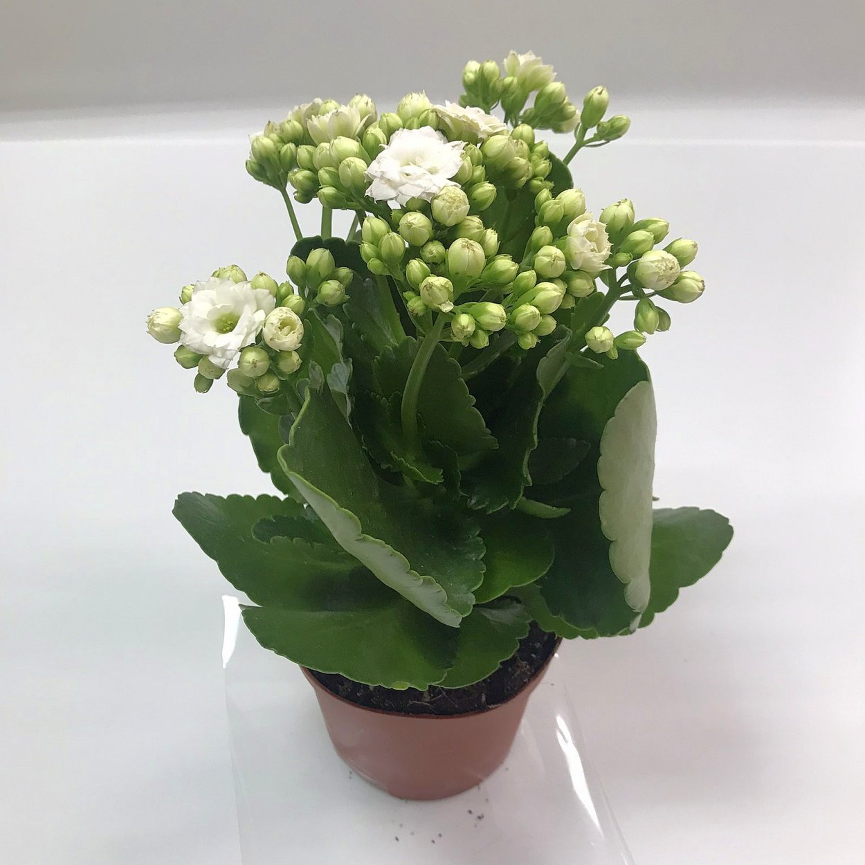 Каланхоэ розовый