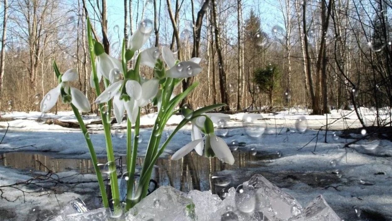 Василиса – вешней воды указательница