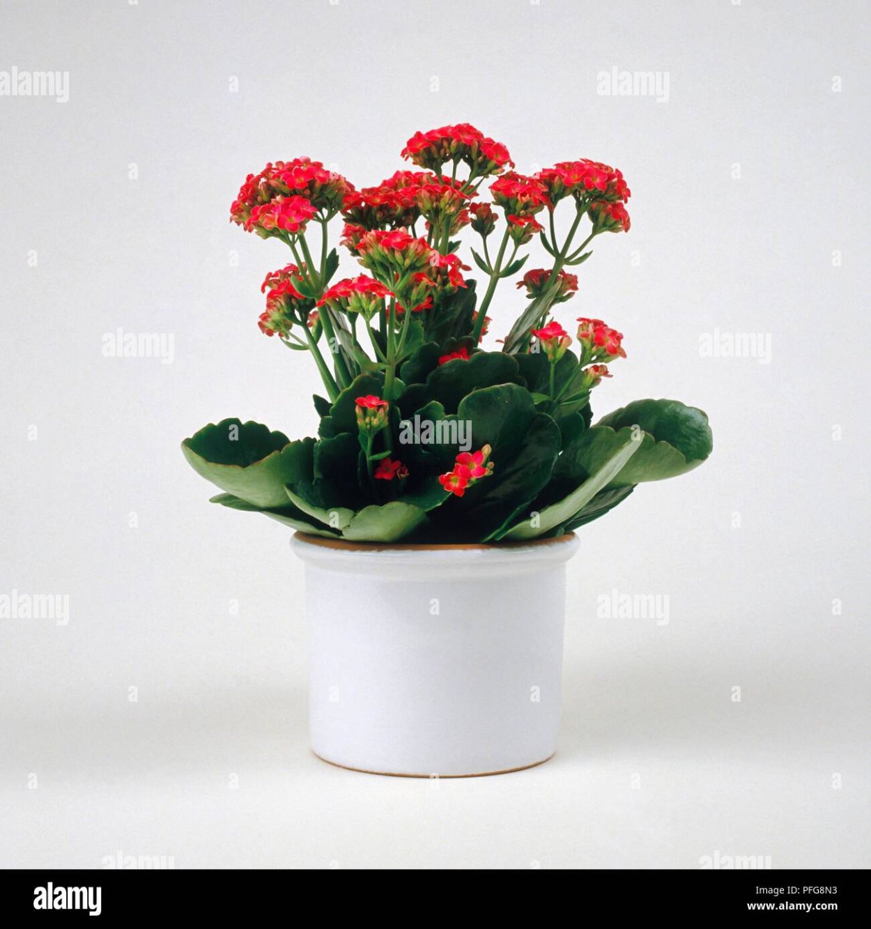 Каланхое каландива (20см)