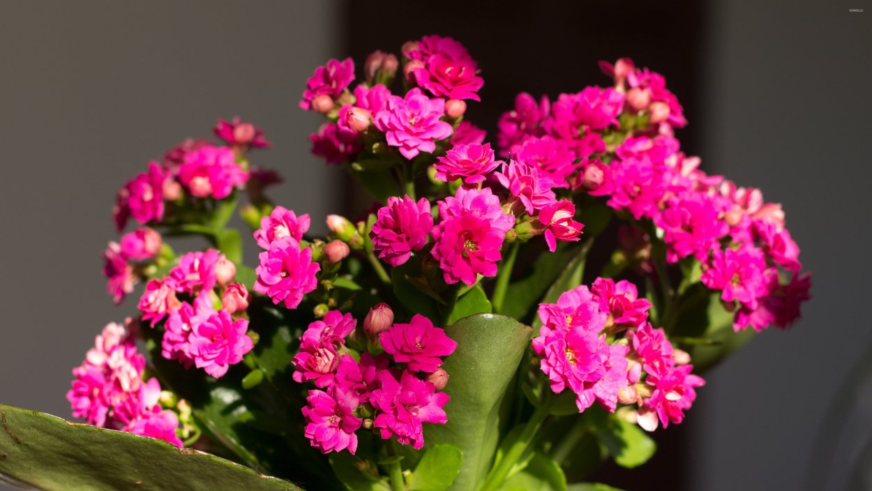 Каланхоэ каландива в интерьере