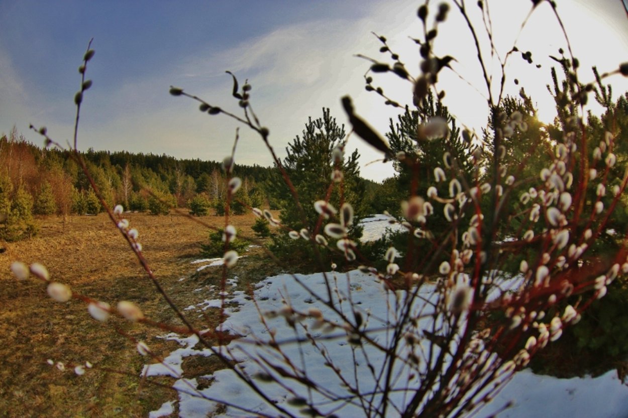 Весенние пейзажи с вербой