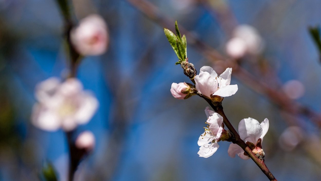 Весенняя ветка