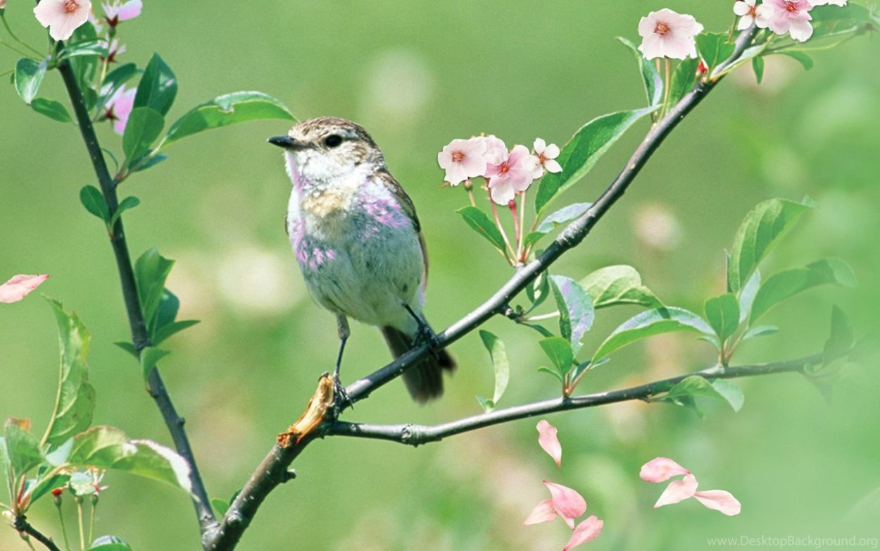 Пение соловья