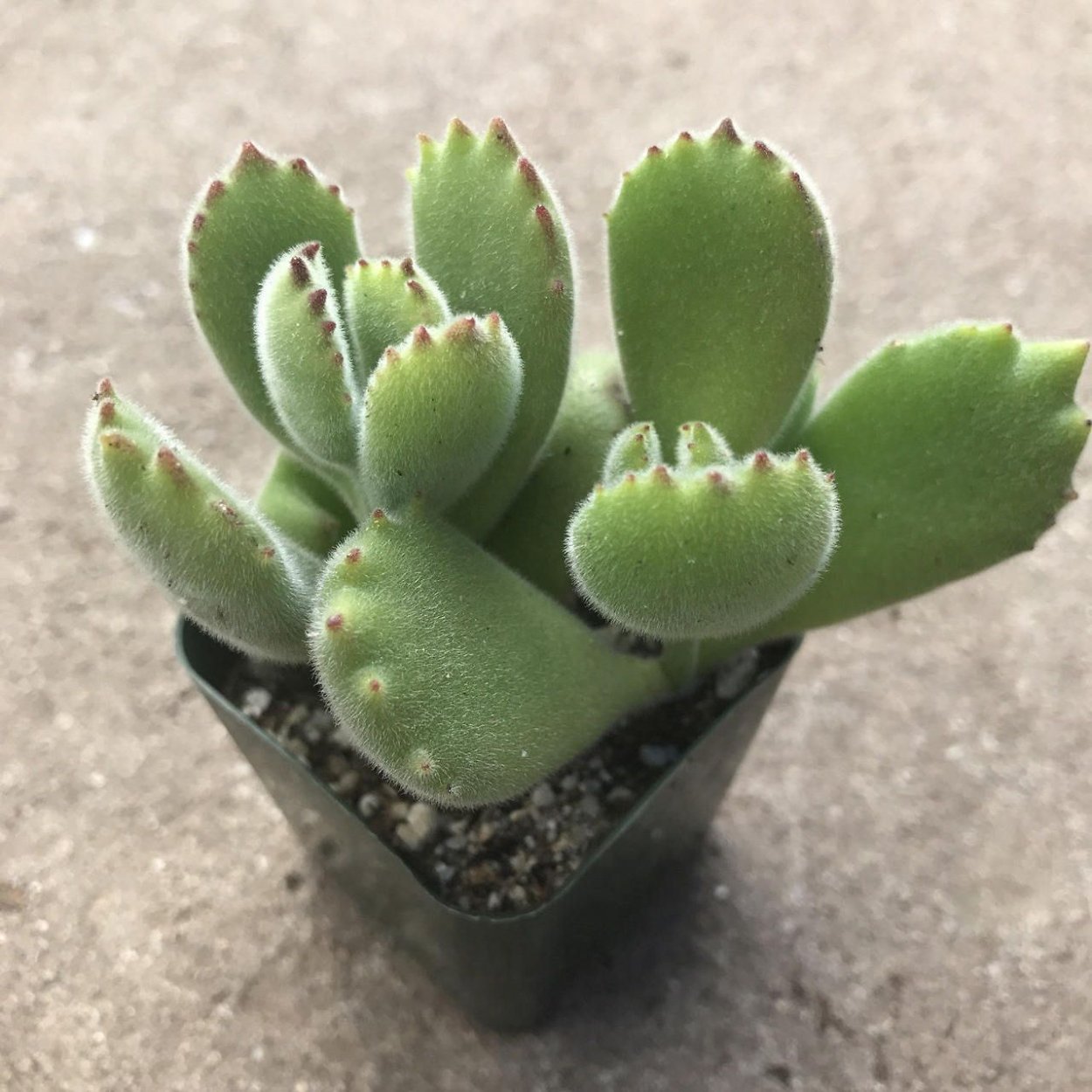 Cotyledon jacobseniana (Котиледон Якобсена)