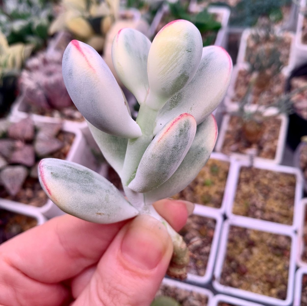 Толстянка Котиледон