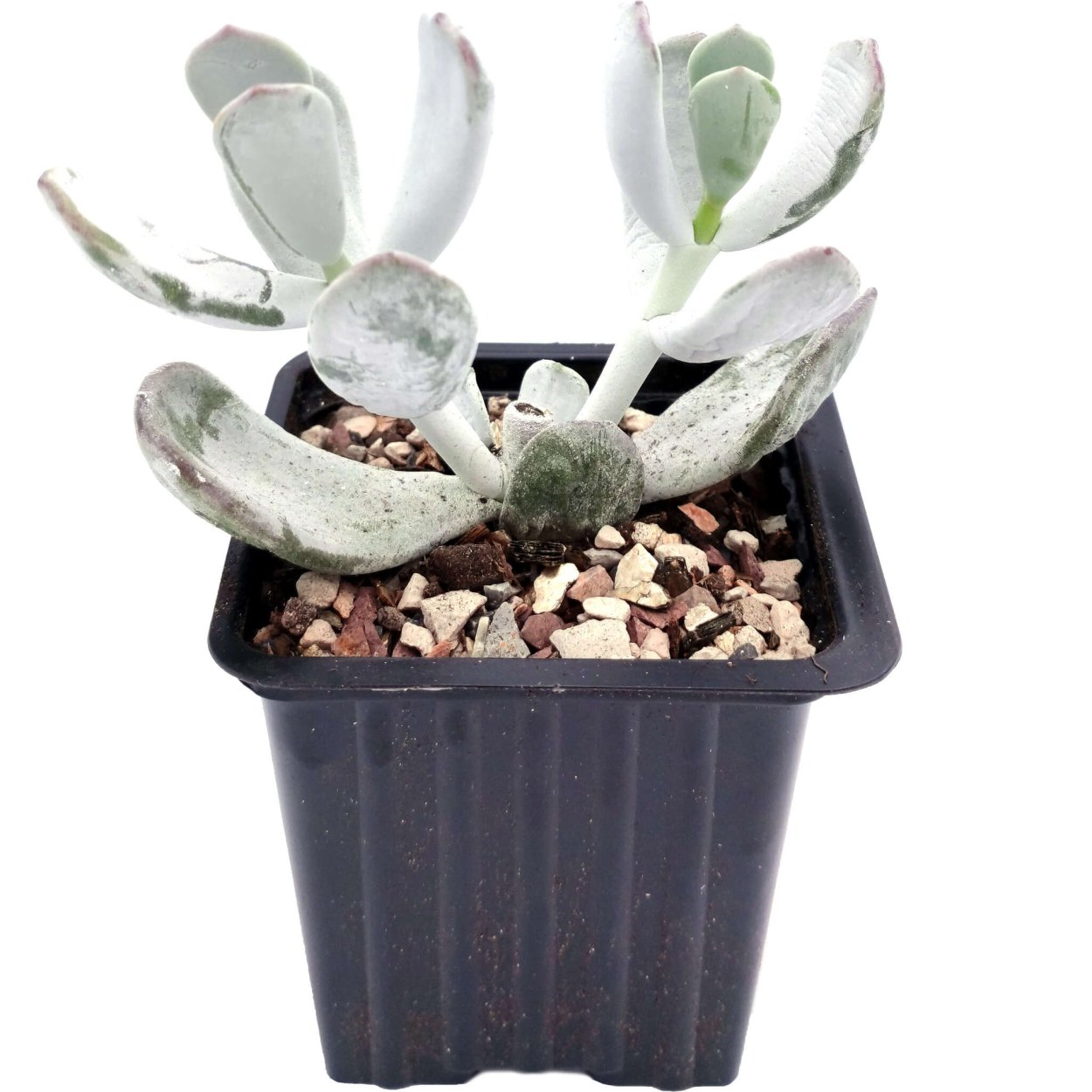 Cotyledon orbiculata