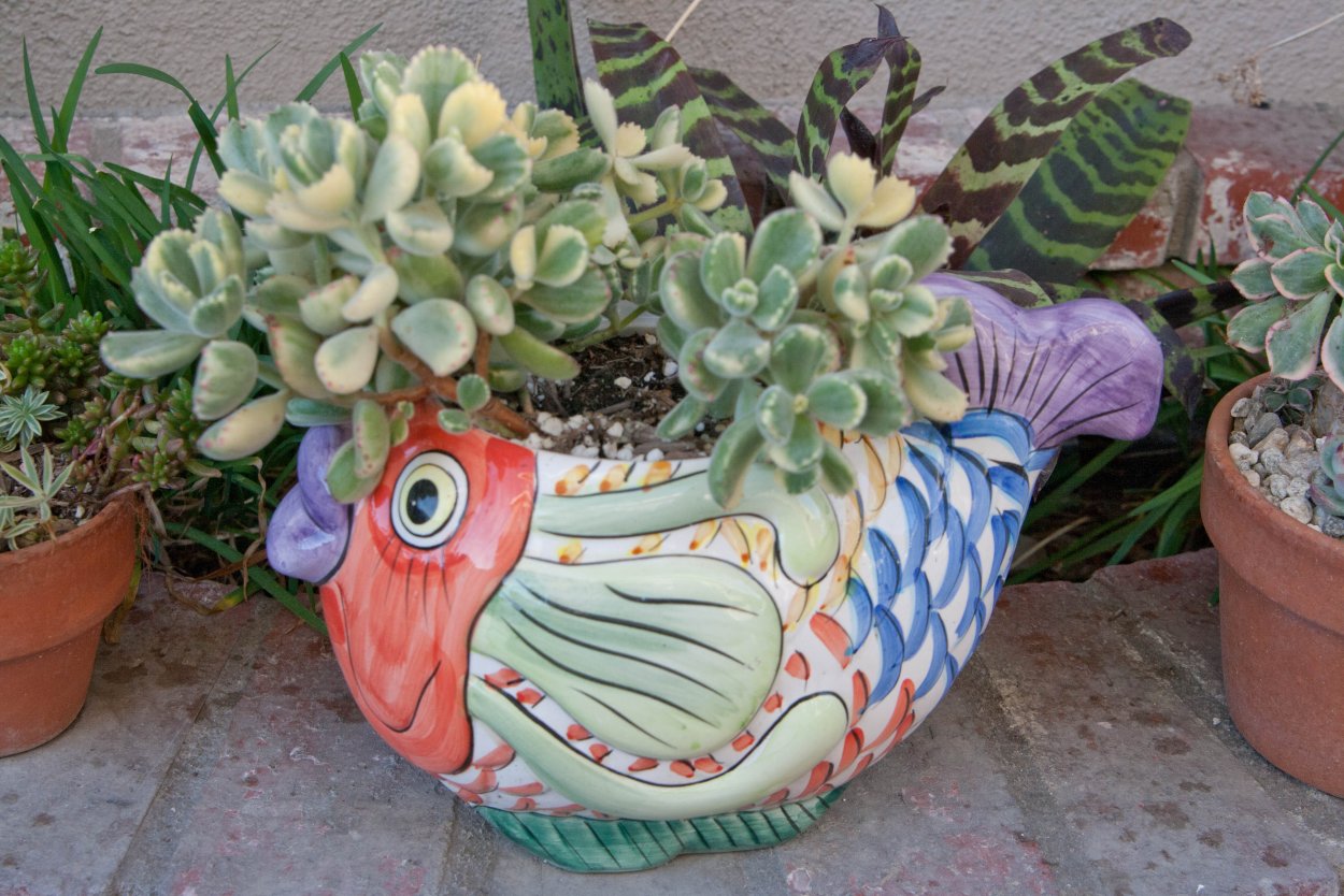 Медвежья лапа цветок комнатный