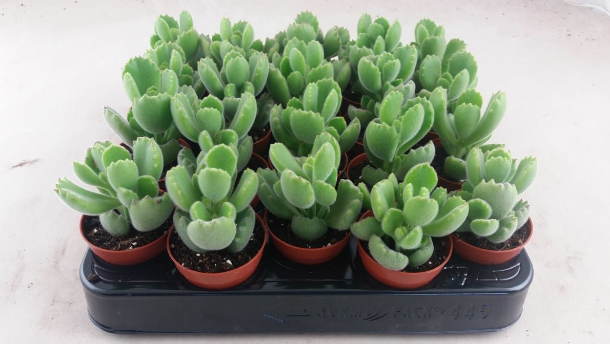 Cotyledon orbiculata