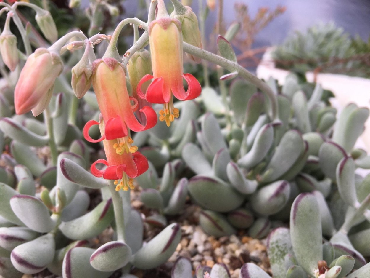 Суккулент Котиледон Вуди