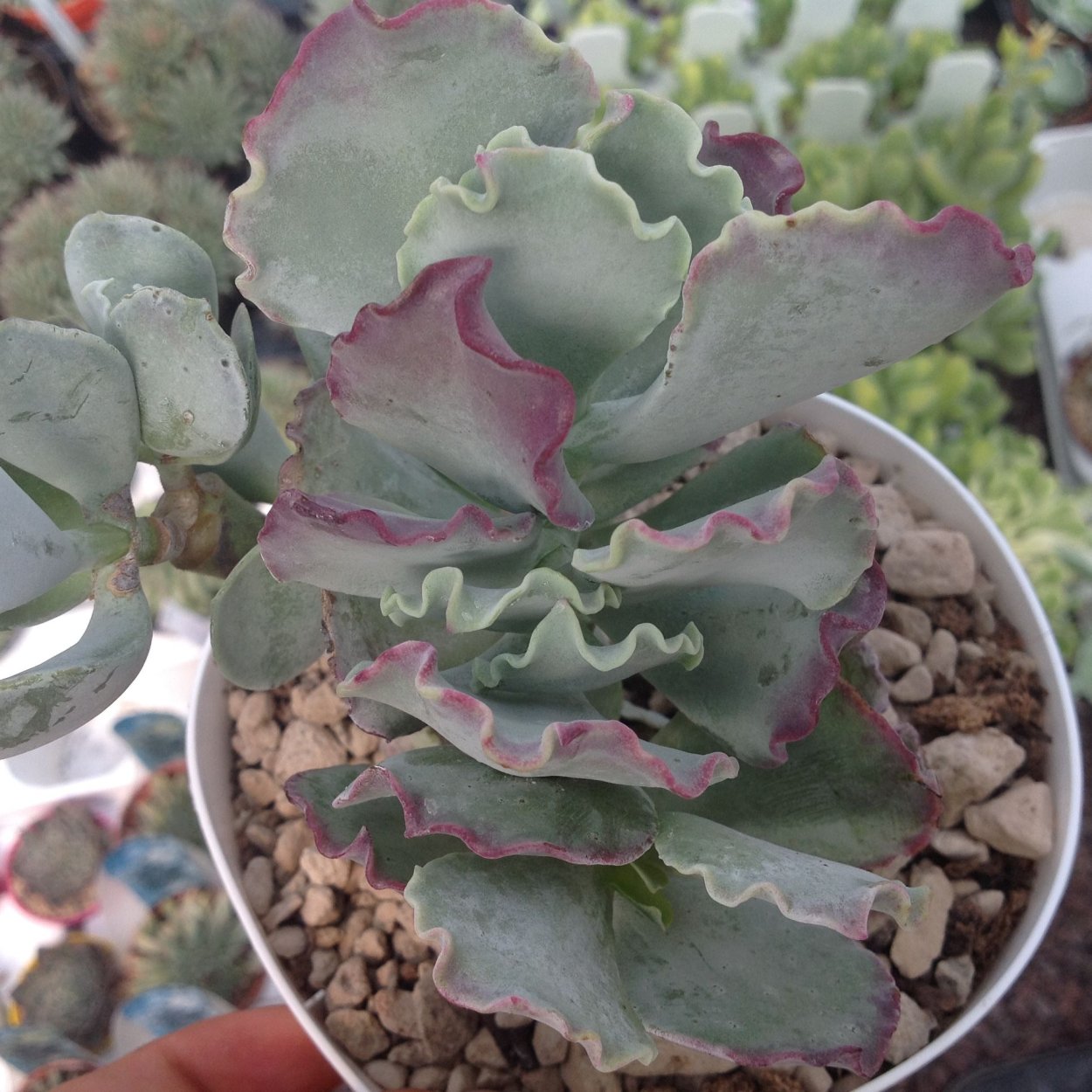 Котиледон Вариегата