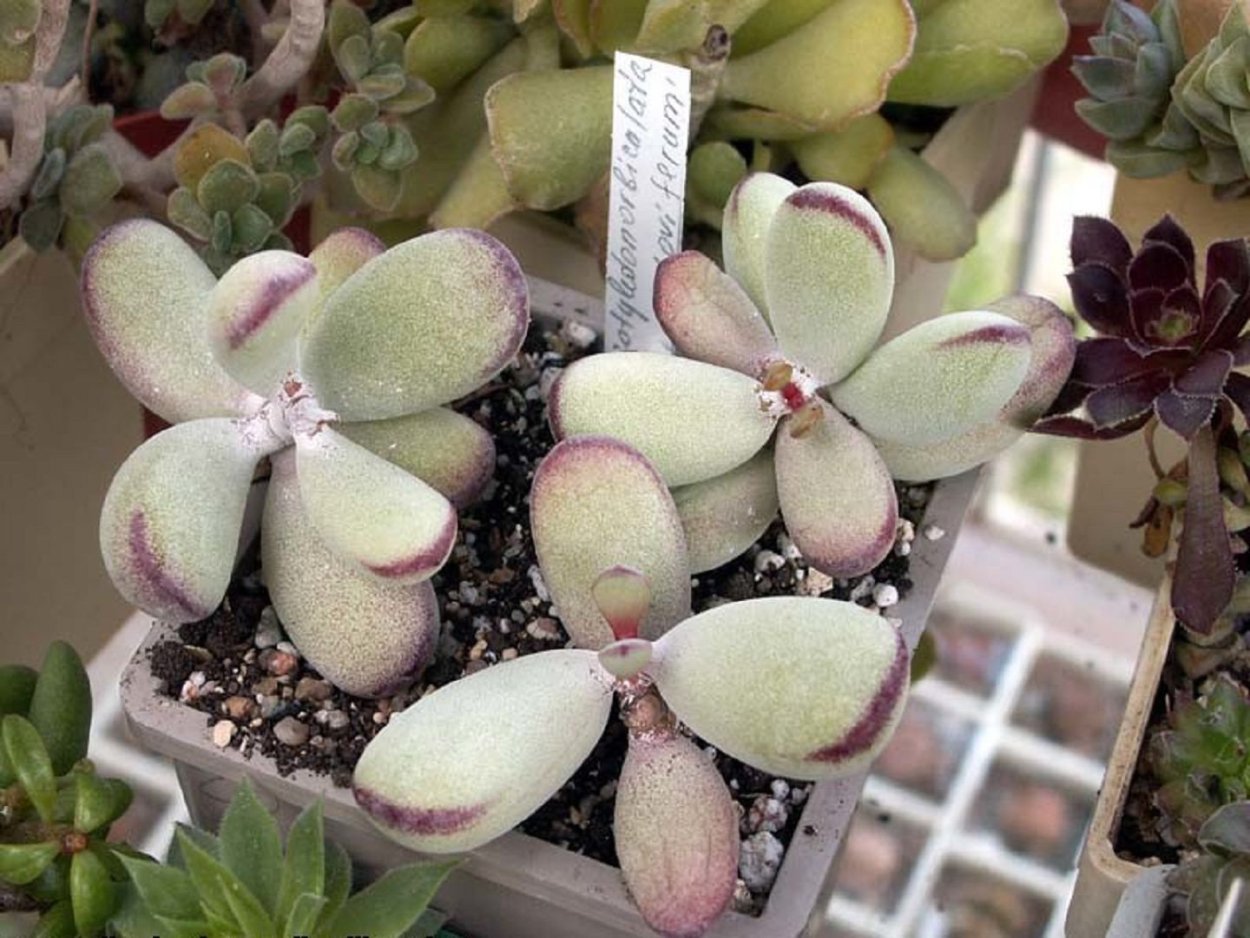 Котиледон Элизы