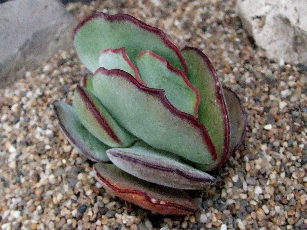 Котиледон tomentosa