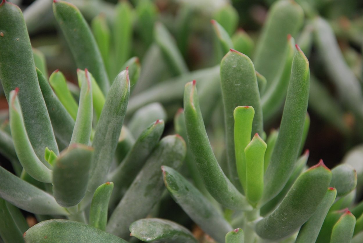 Котиледон Октопус