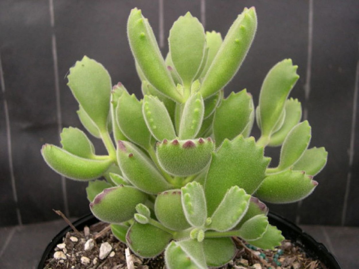 Суккулент Cotyledon undulata