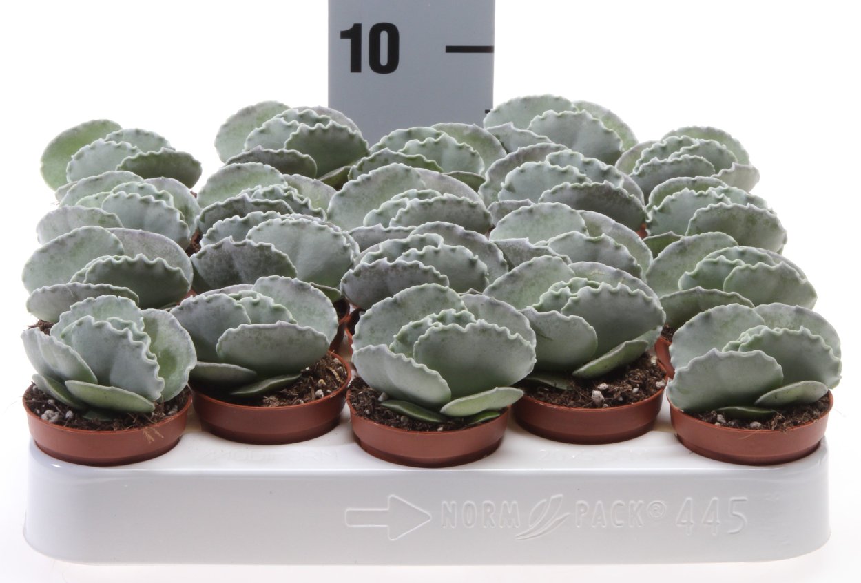 Котиледон леди Смит Вариегата