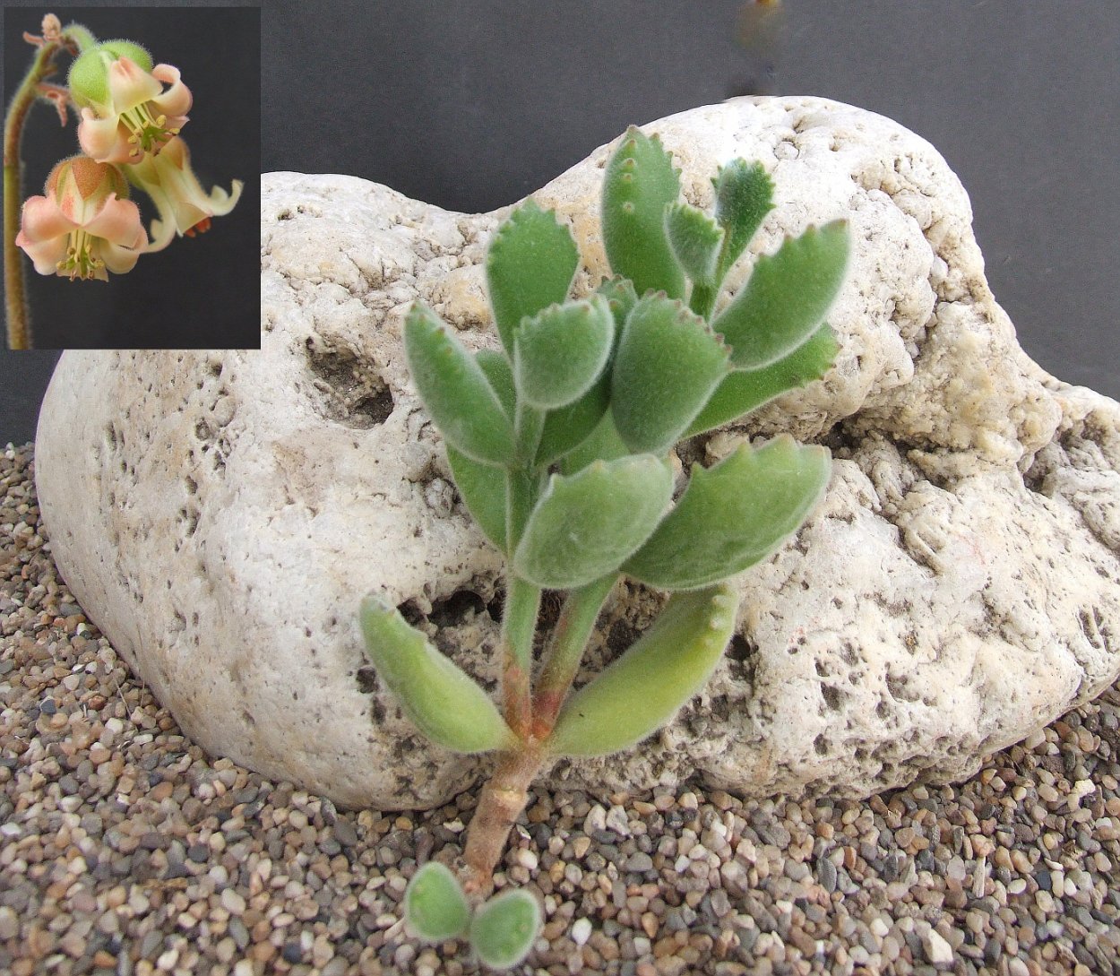 Котиледон томентоза Вариегата