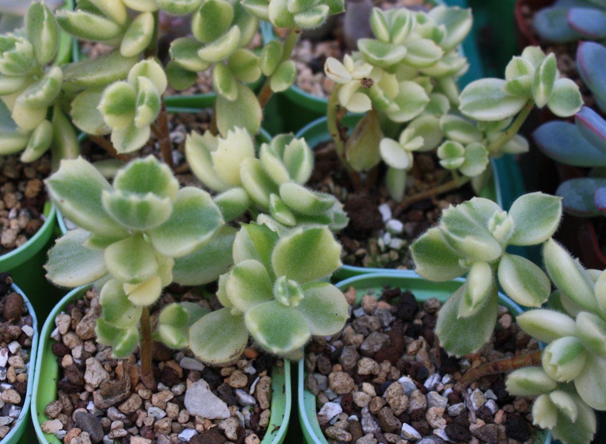 Суккулент Котиледон томентоза