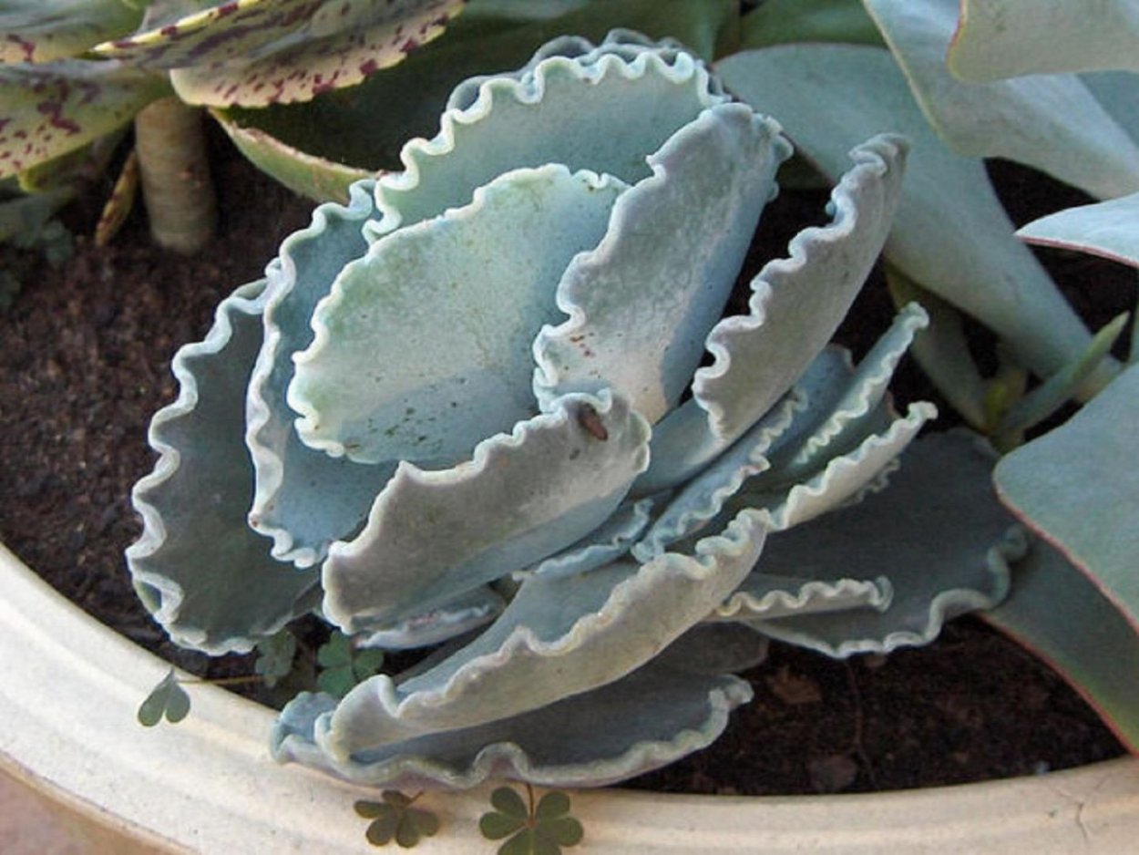 Котиледон орбикулата гибрид