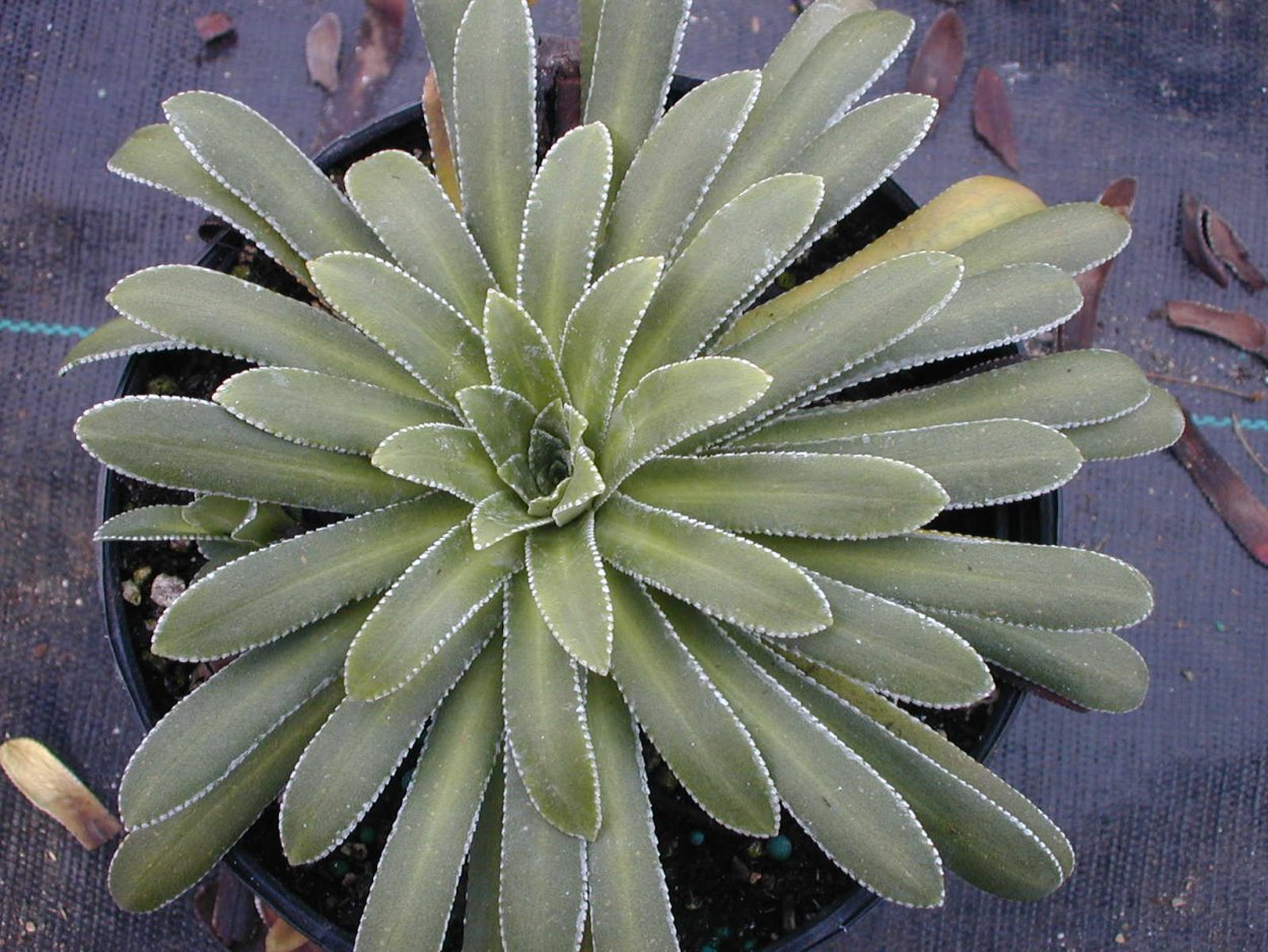 Cotyledon tomentosa variegata