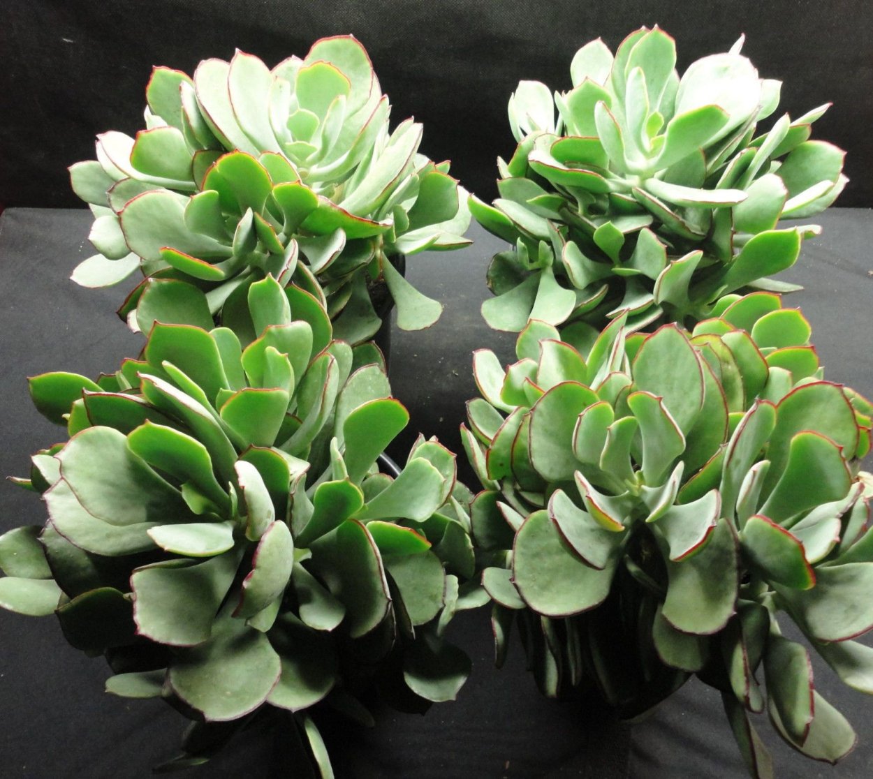 Суккулент Котиледон томентоза