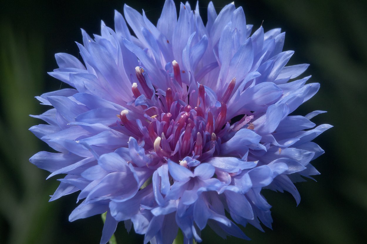 Centaurea cyanus диаграмма