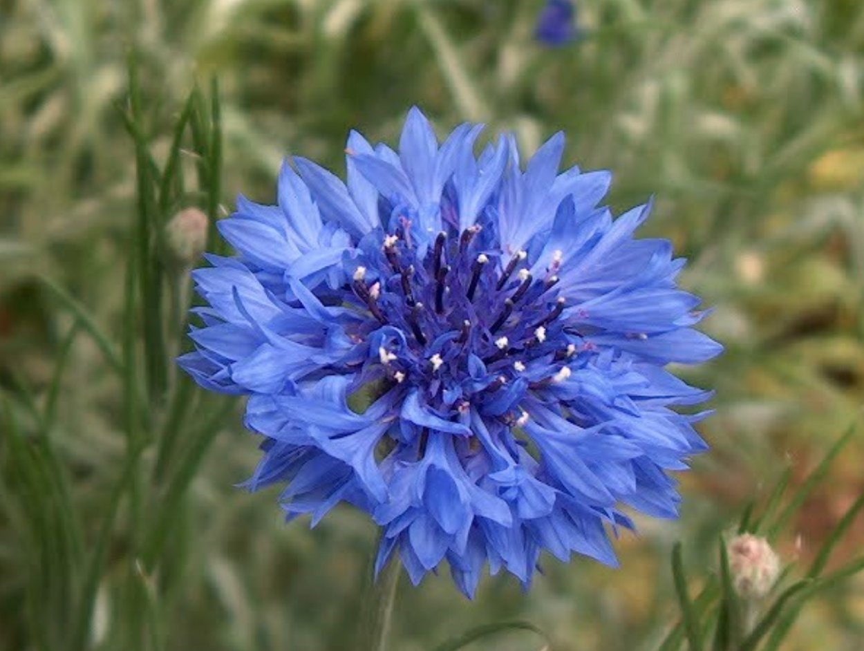 Василек махровый Centaurea cyanus