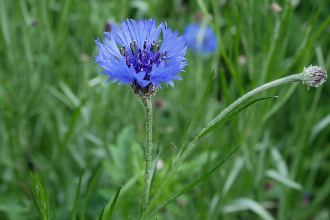 Flower Centaurea cyanus