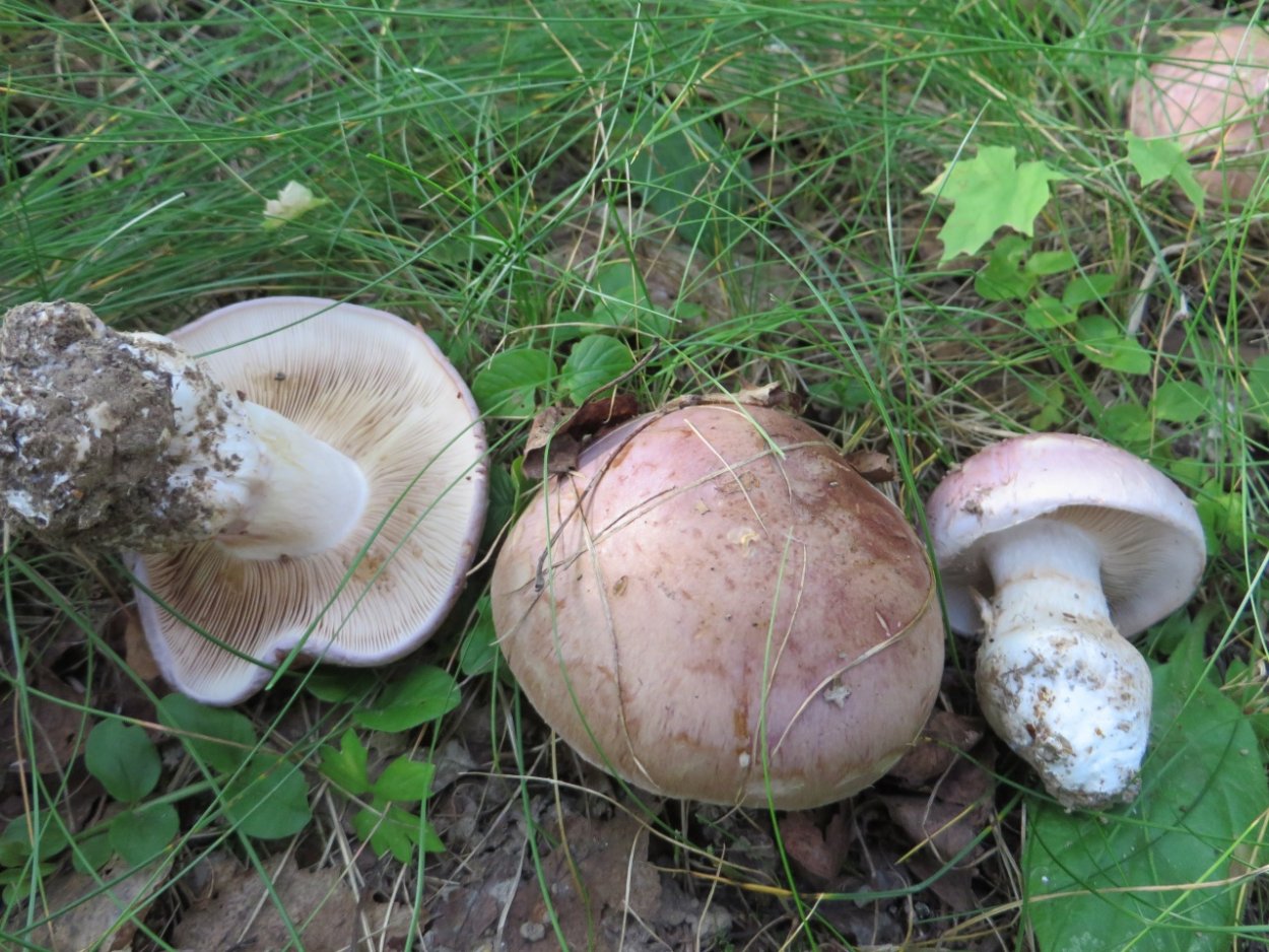 Гриб паутинник голубовато опоясанный