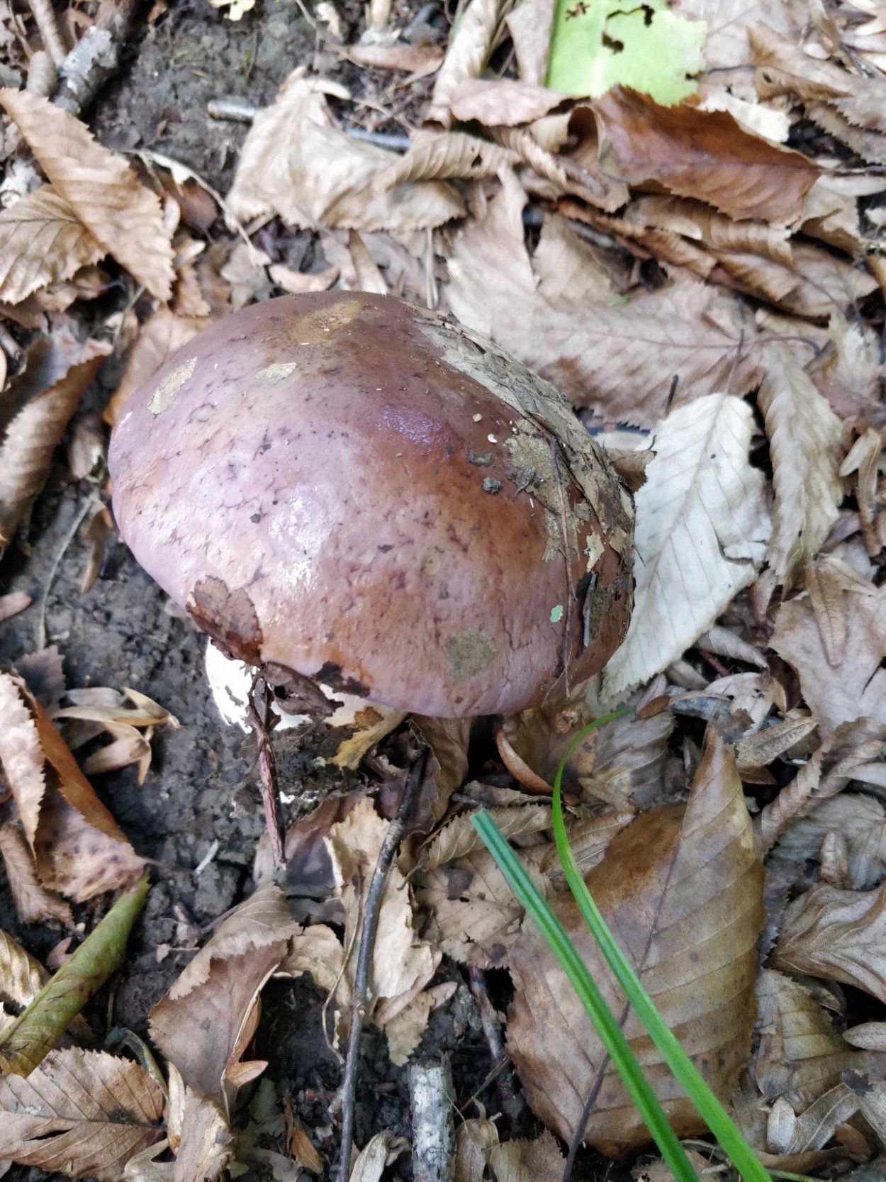 Паутинник гриб съедобный