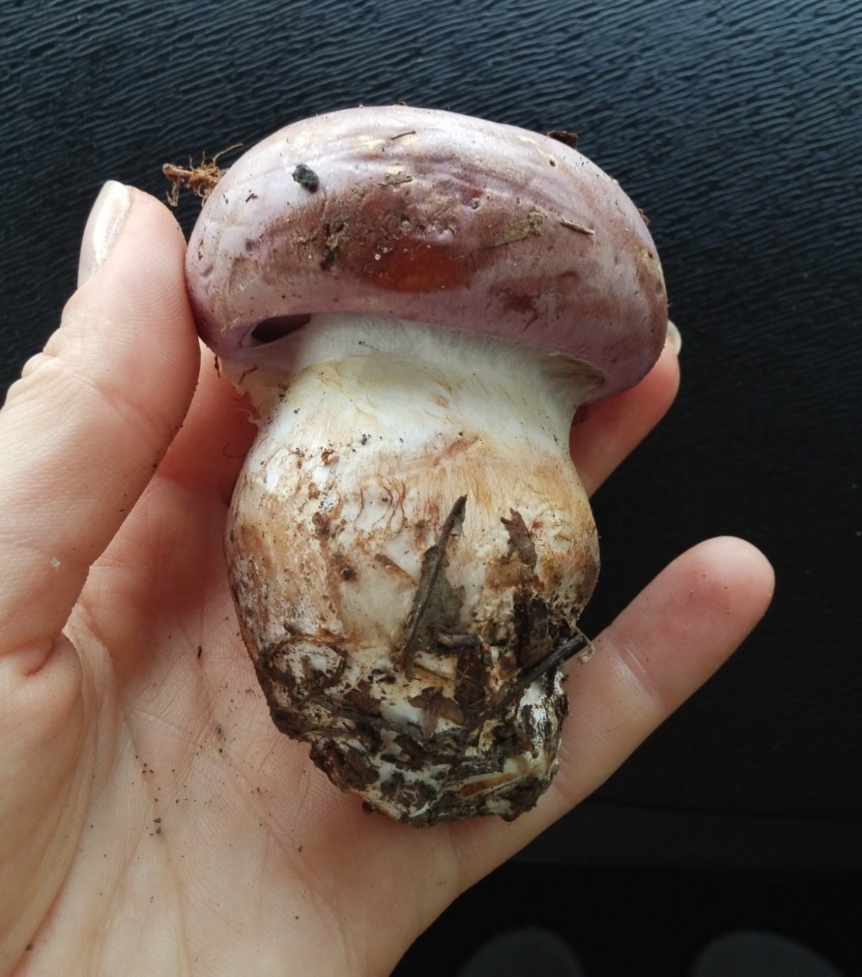 Паутинник голубовато-опоясанный Cortinarius balteatocumatilis