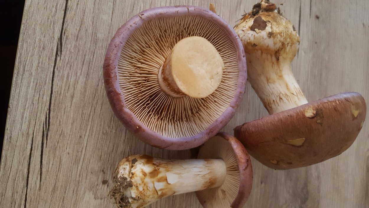 Паутинник опоясанный гриб