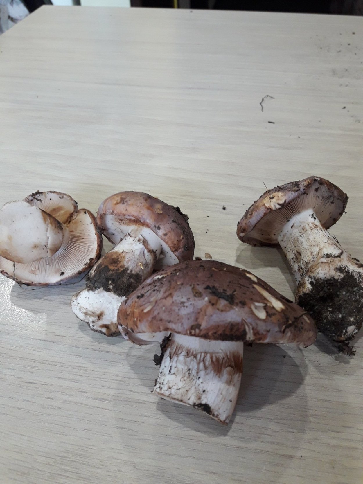 Паутинник голубовато-опоясанный Cortinarius balteatocumatilis