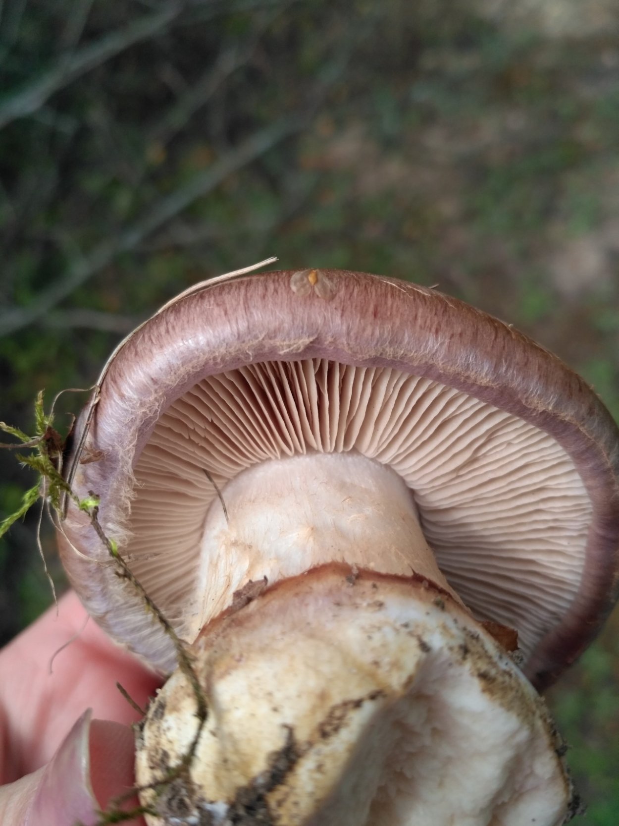 Гриб паутинник с толстой ножкой