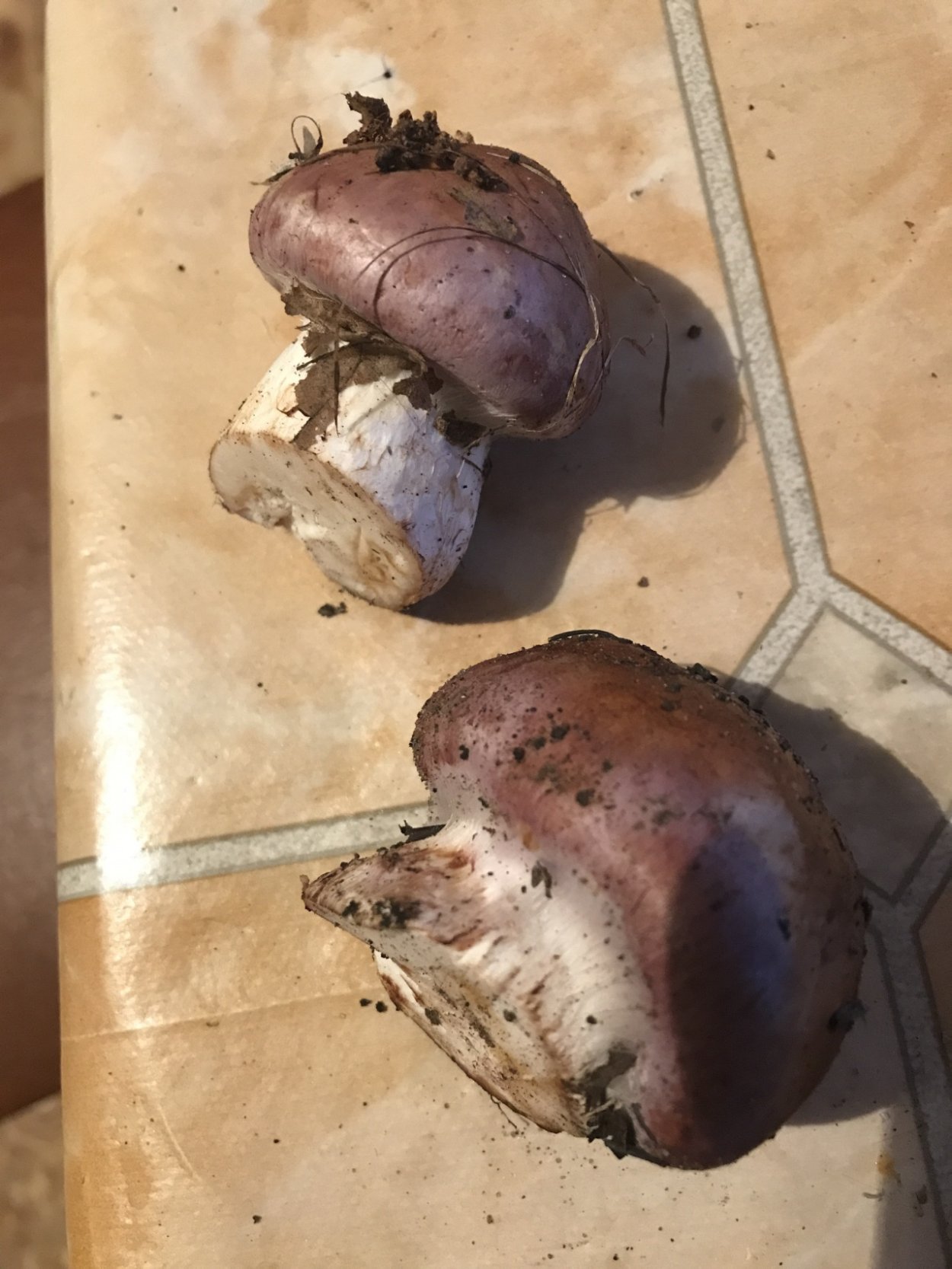 Гриб паутинник голубовато опоясанный