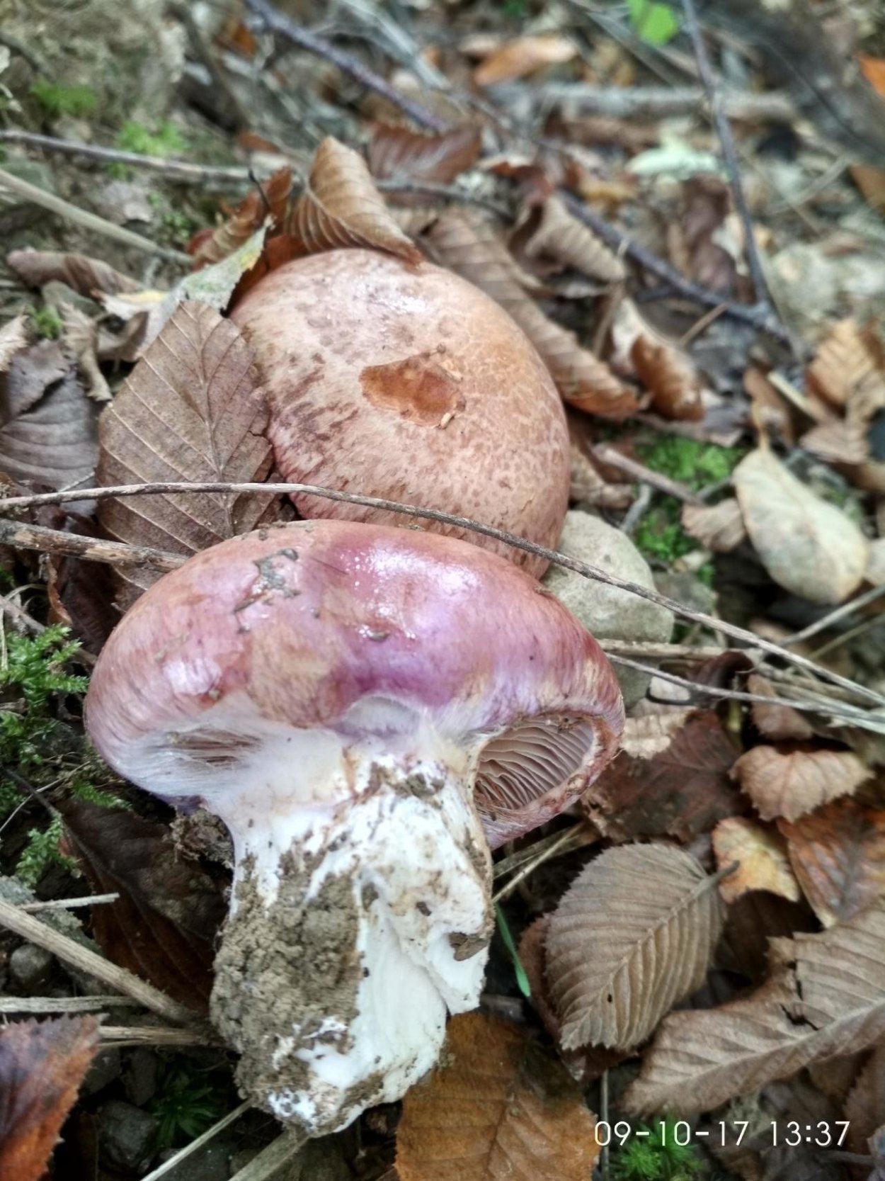 Паутинник голубовато-опоясанный Cortinarius balteatocumatilis