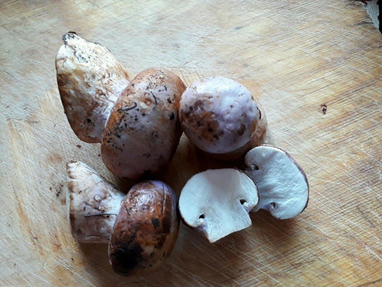 Паутинник опоясанный гриб