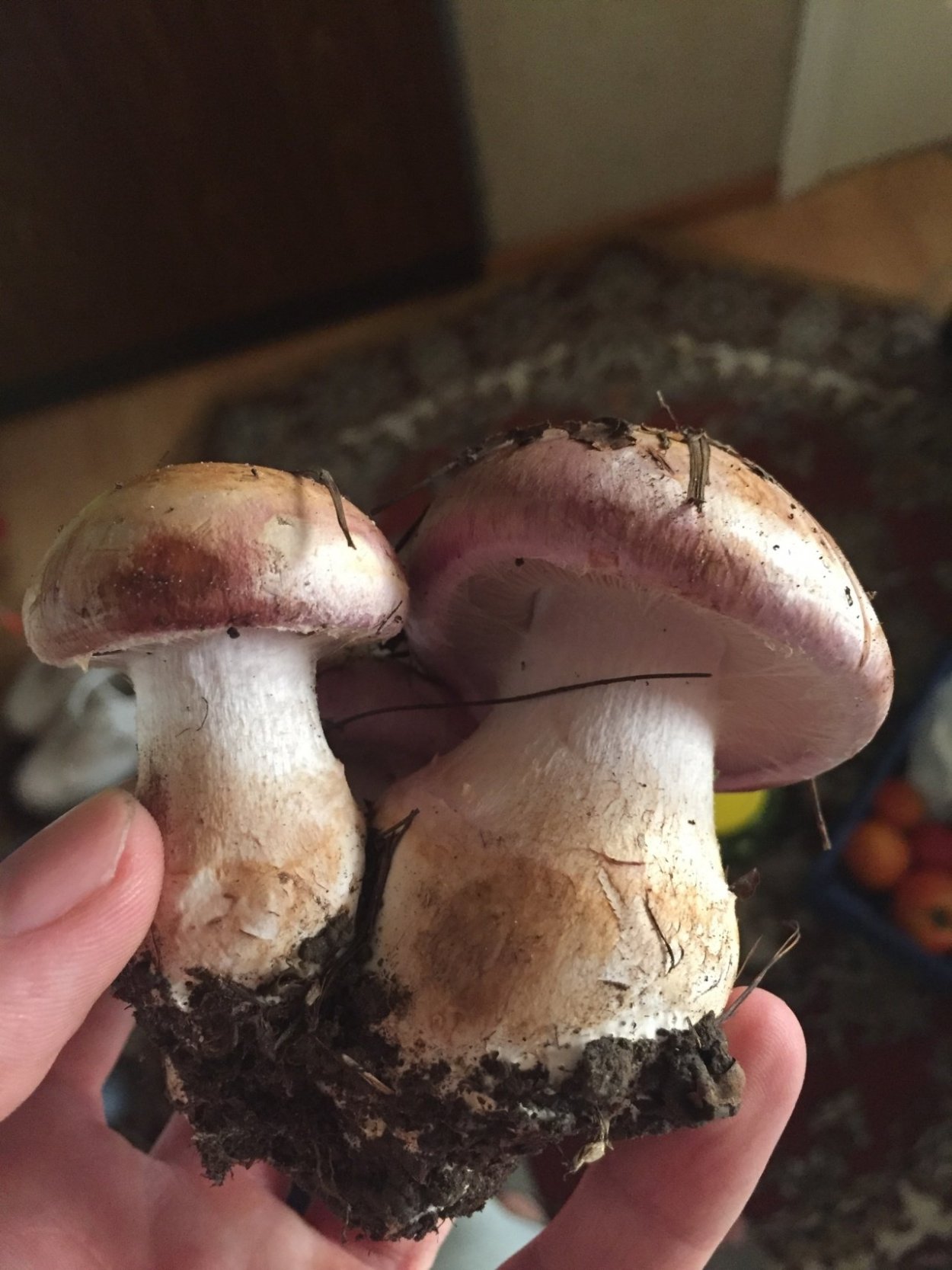 Паутинник гриб съедобный