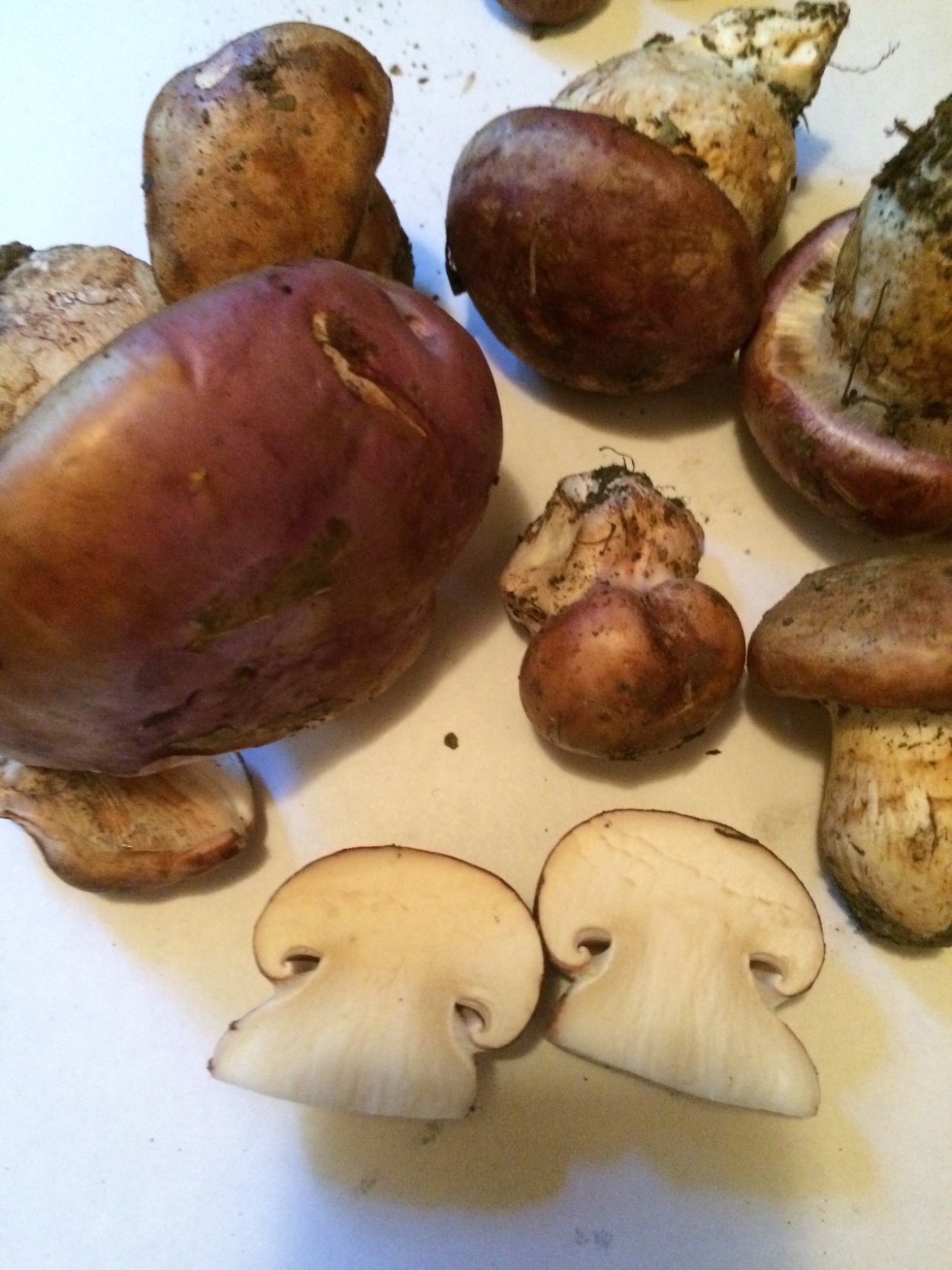 Гриб паутинник обыкновенный