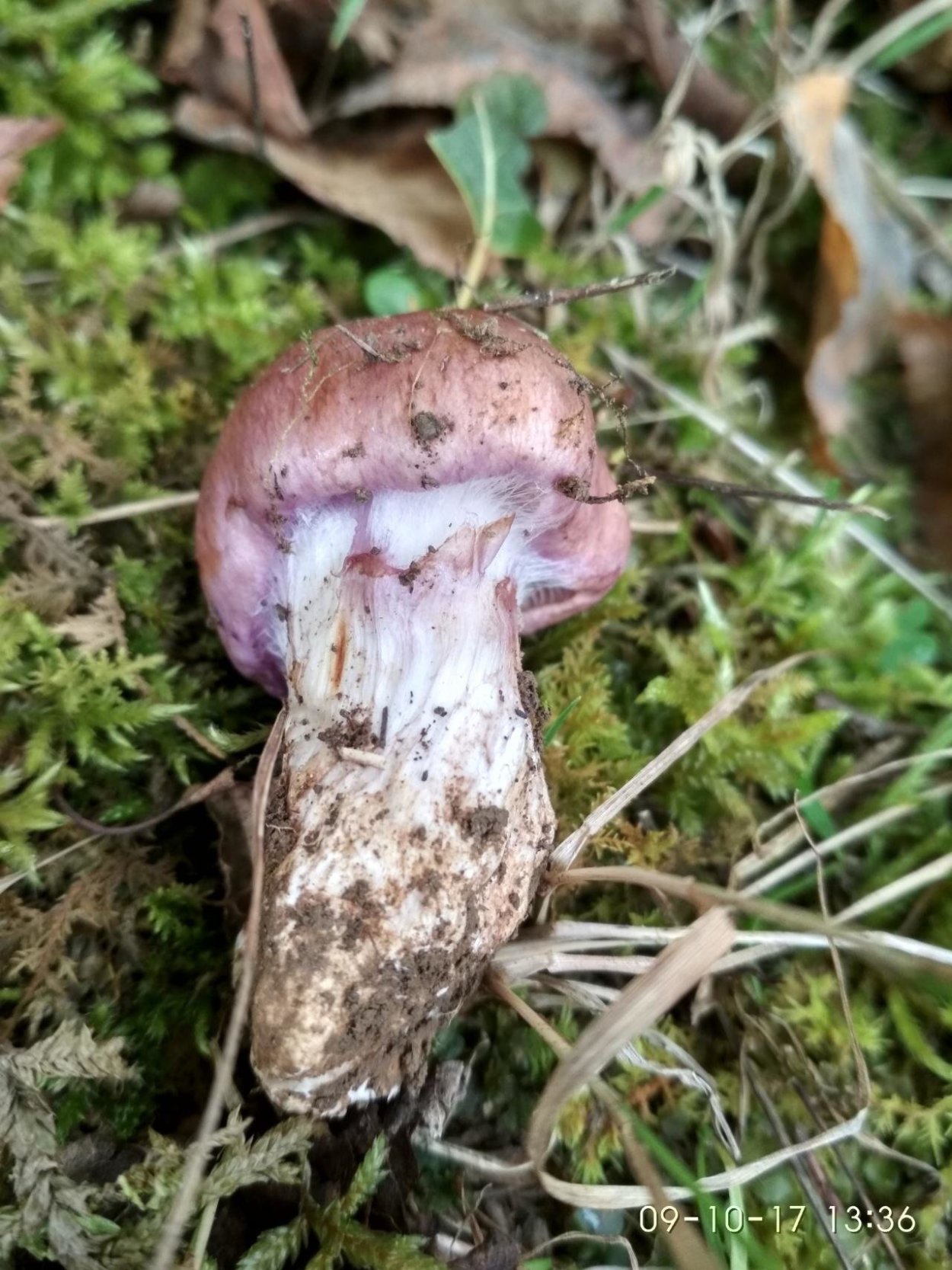 Cortinarius balteatus