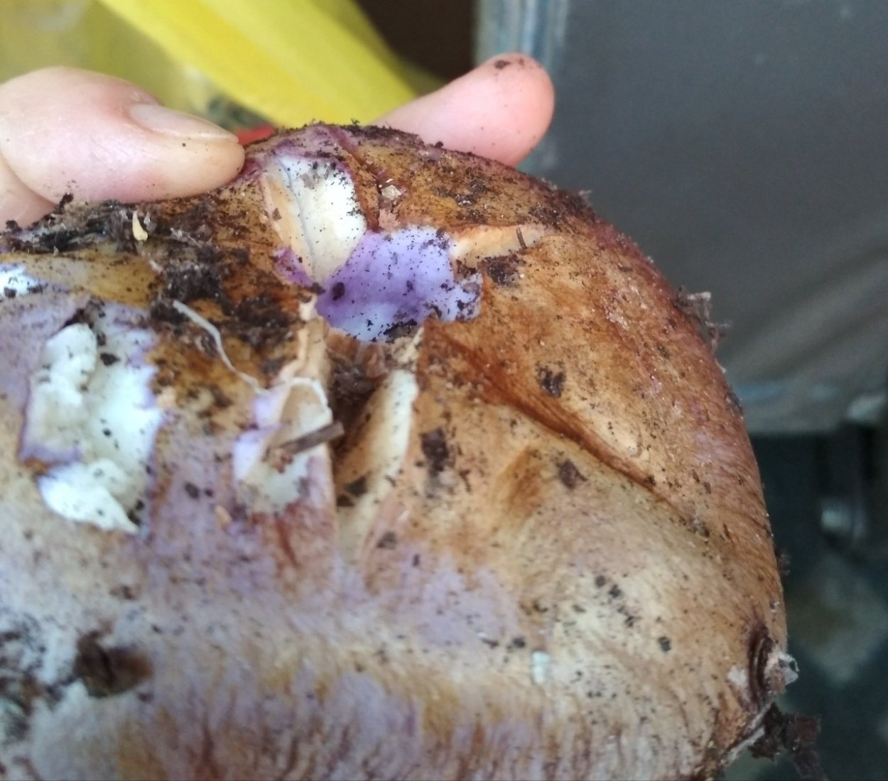 Cortinarius PURPURASCENS