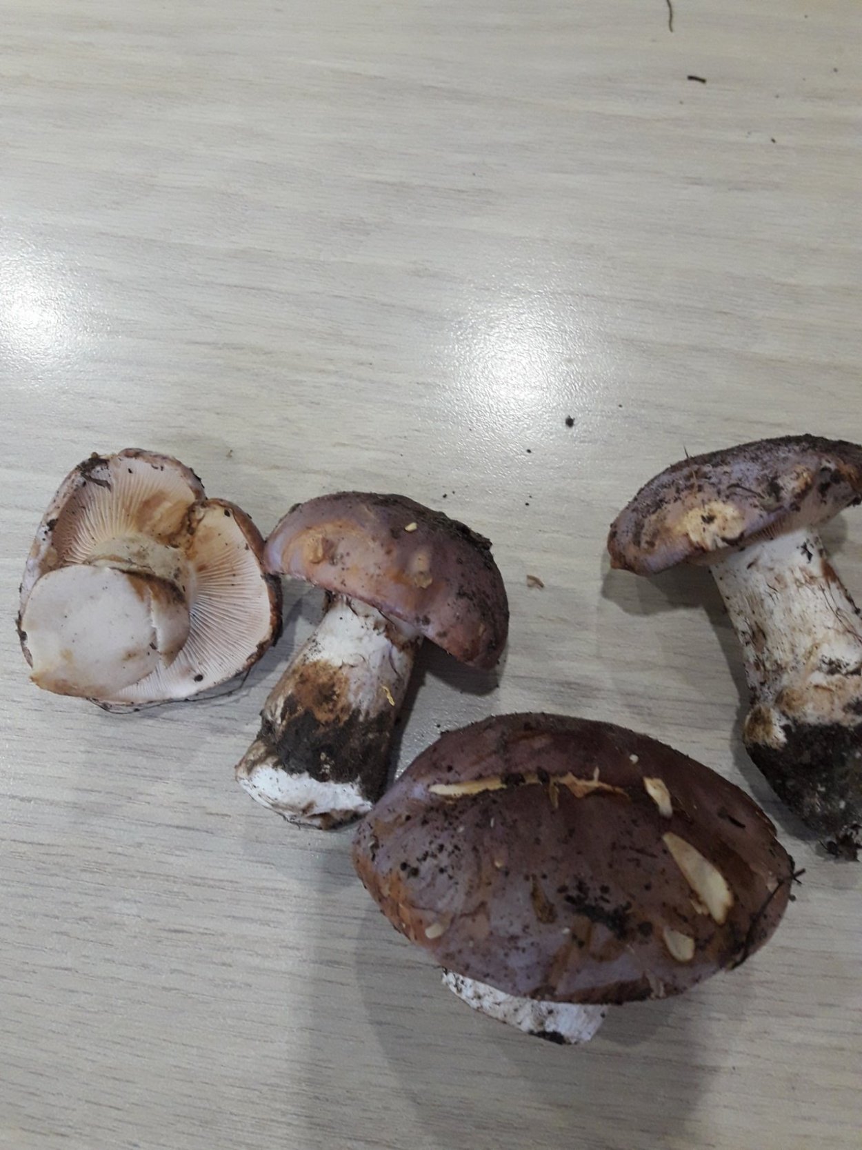 Cortinarius balteatus