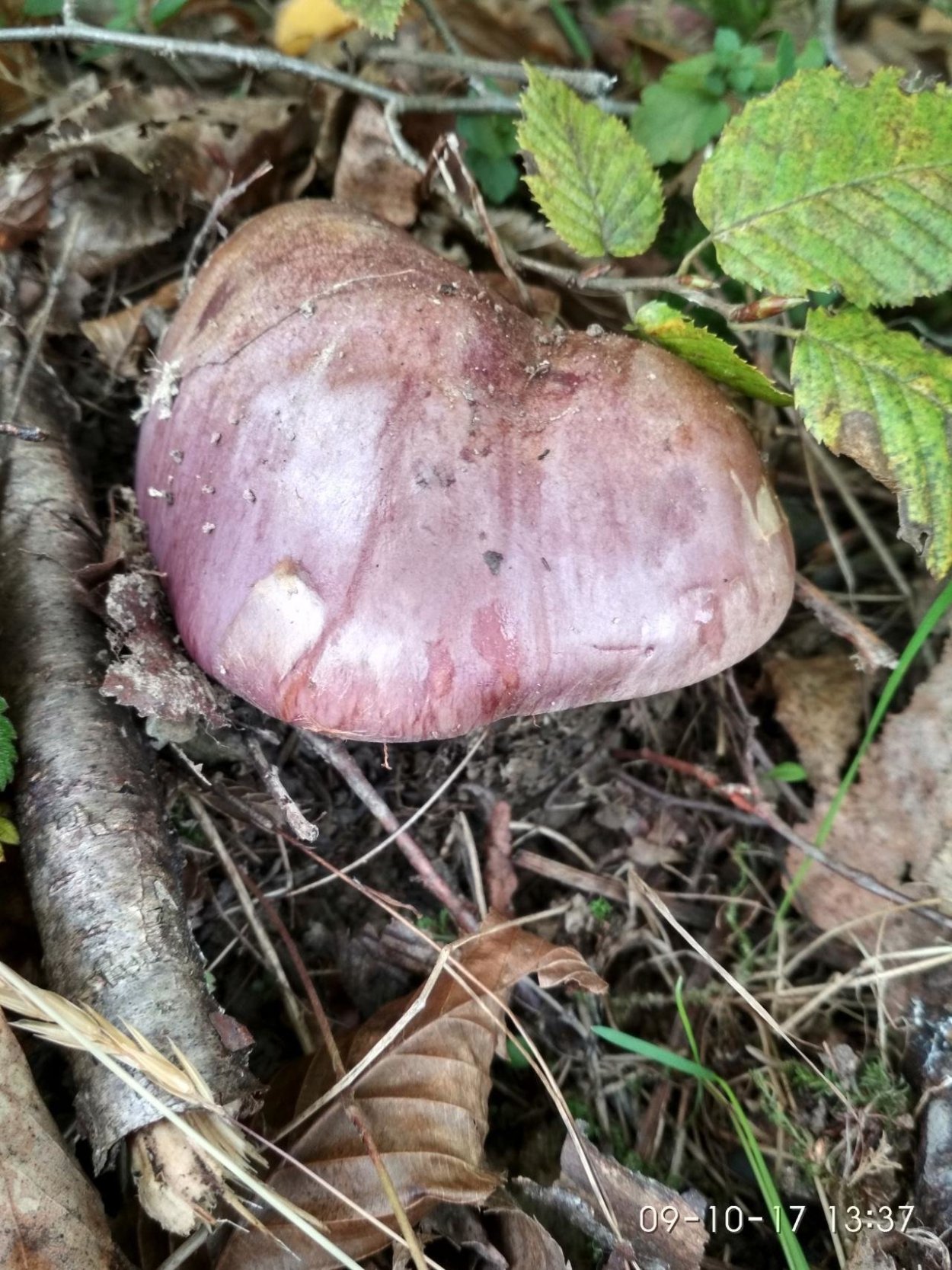 Cortinarius balteatocumatilis