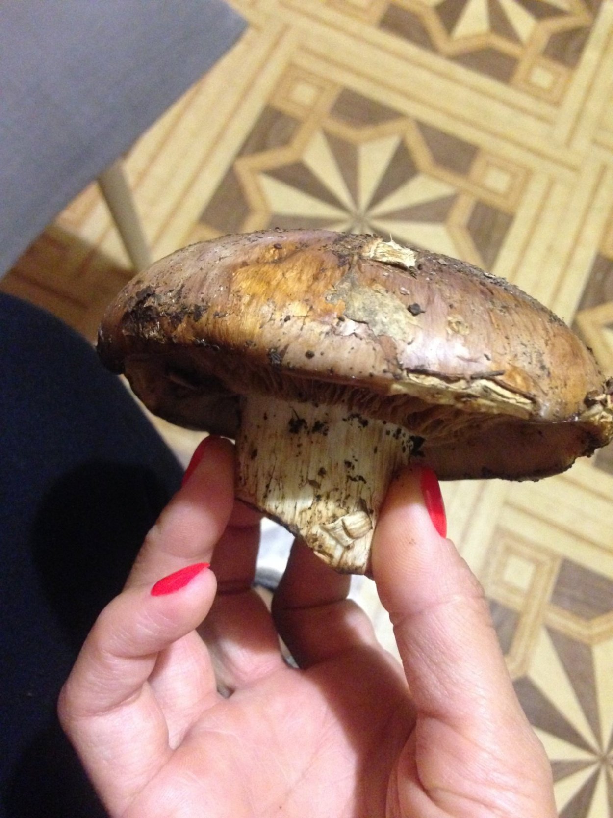 Грибы Саратовской области