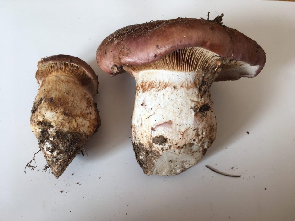 Паутинник березовый