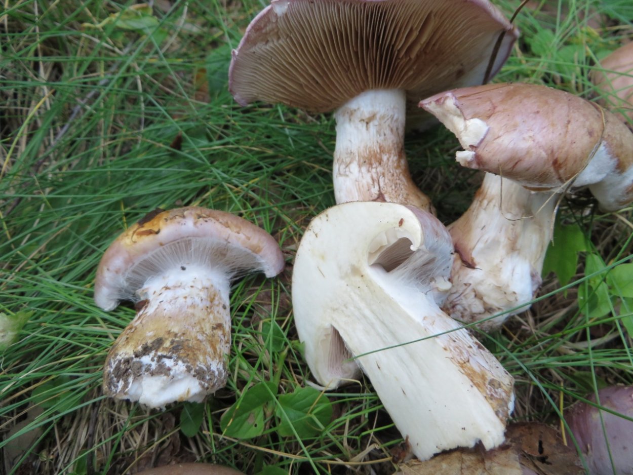 Гриб березовый паутинник