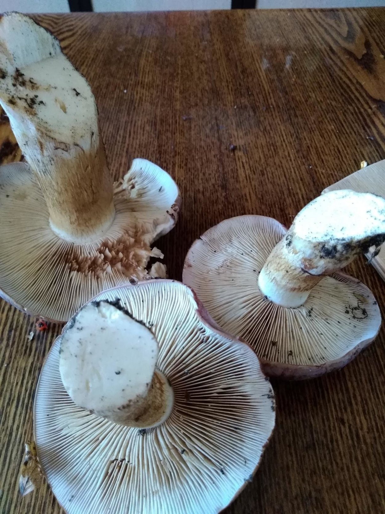 Паутинник голубовато-опоясанный Cortinarius balteatocumatilis