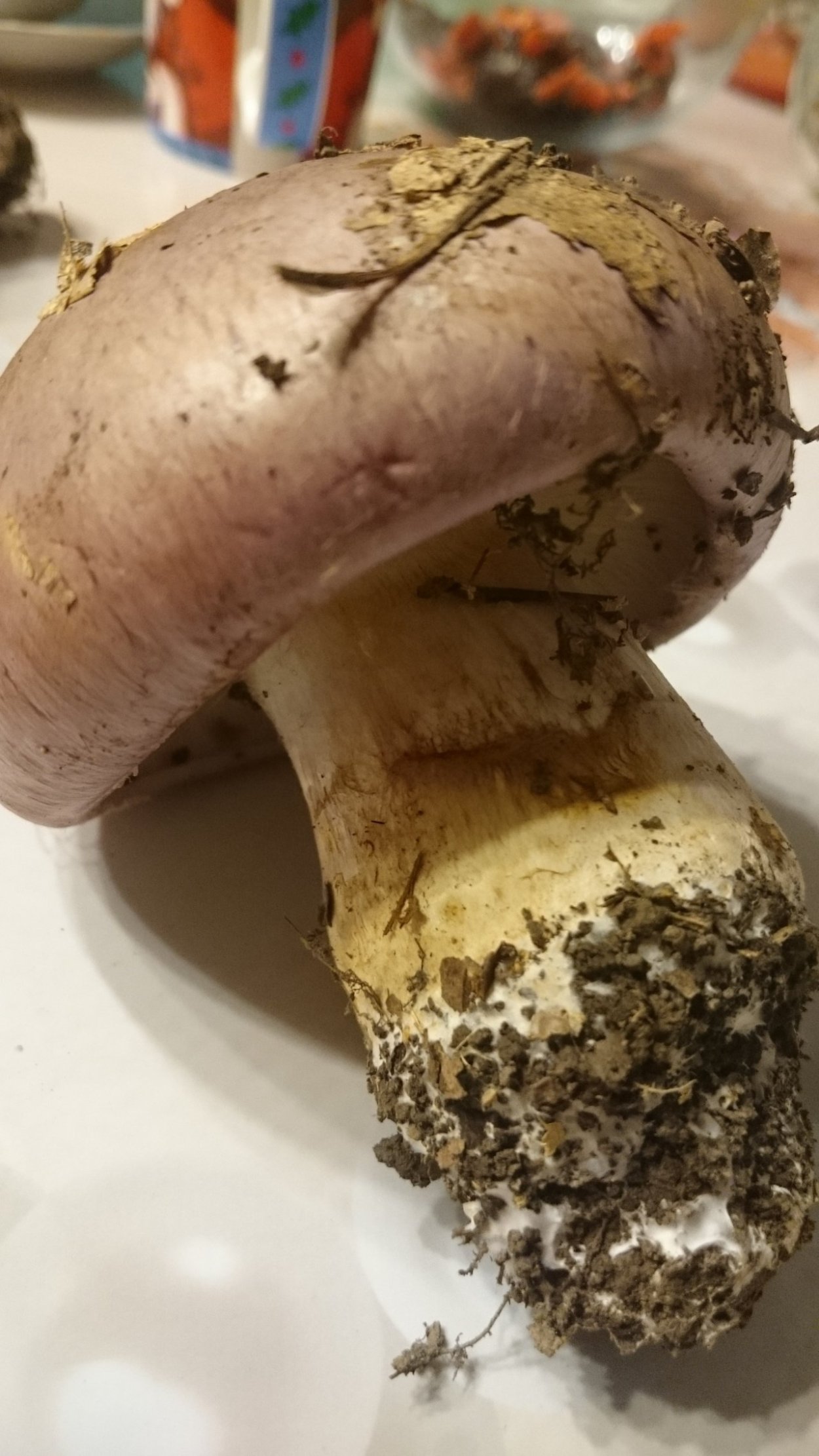 Лубянка гриб