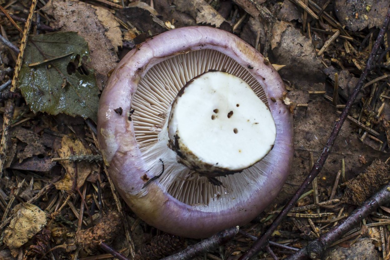 Грибы в посадках