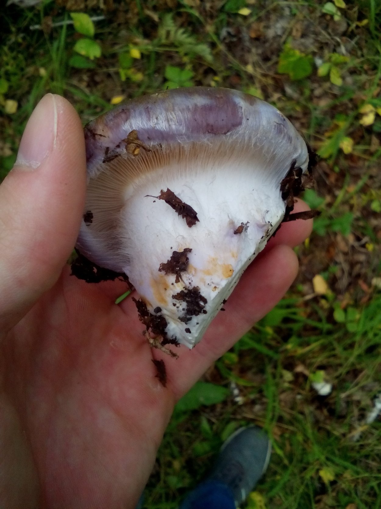 Гриб паутинник голубовато опоясанный